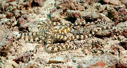 Sipadan_2015_Pieuvre Wunderpus_Wunderpus photogenicus_IMG_2456_rc